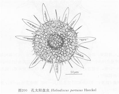 太陽盤蟲屬