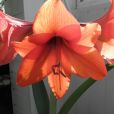 朱頂紅屬(Hippeastrum)