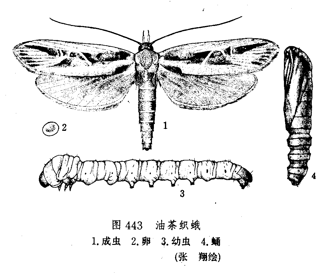 油茶織蛾