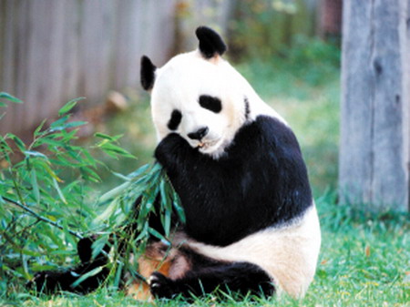 太白縣 熊貓