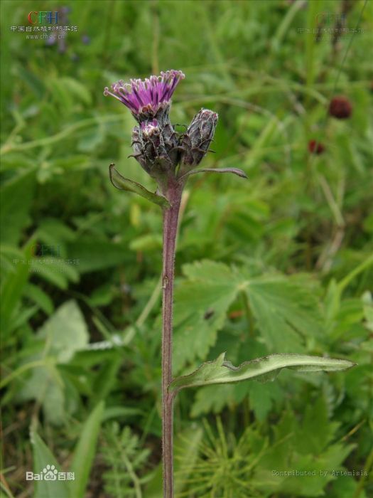 硬葉烏蘇里風毛菊