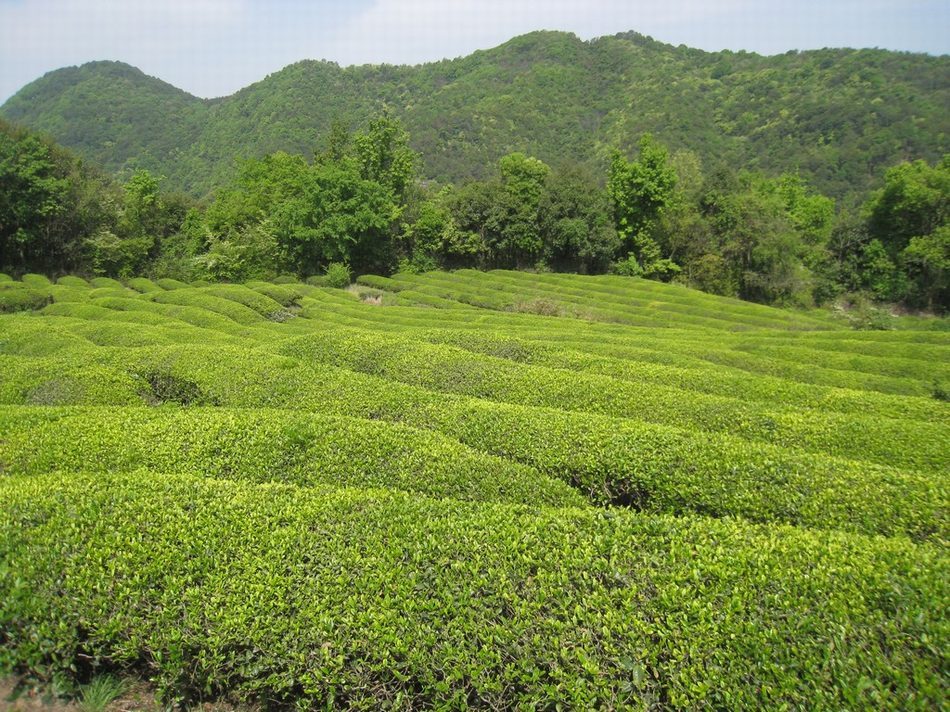 賣柴岙古道