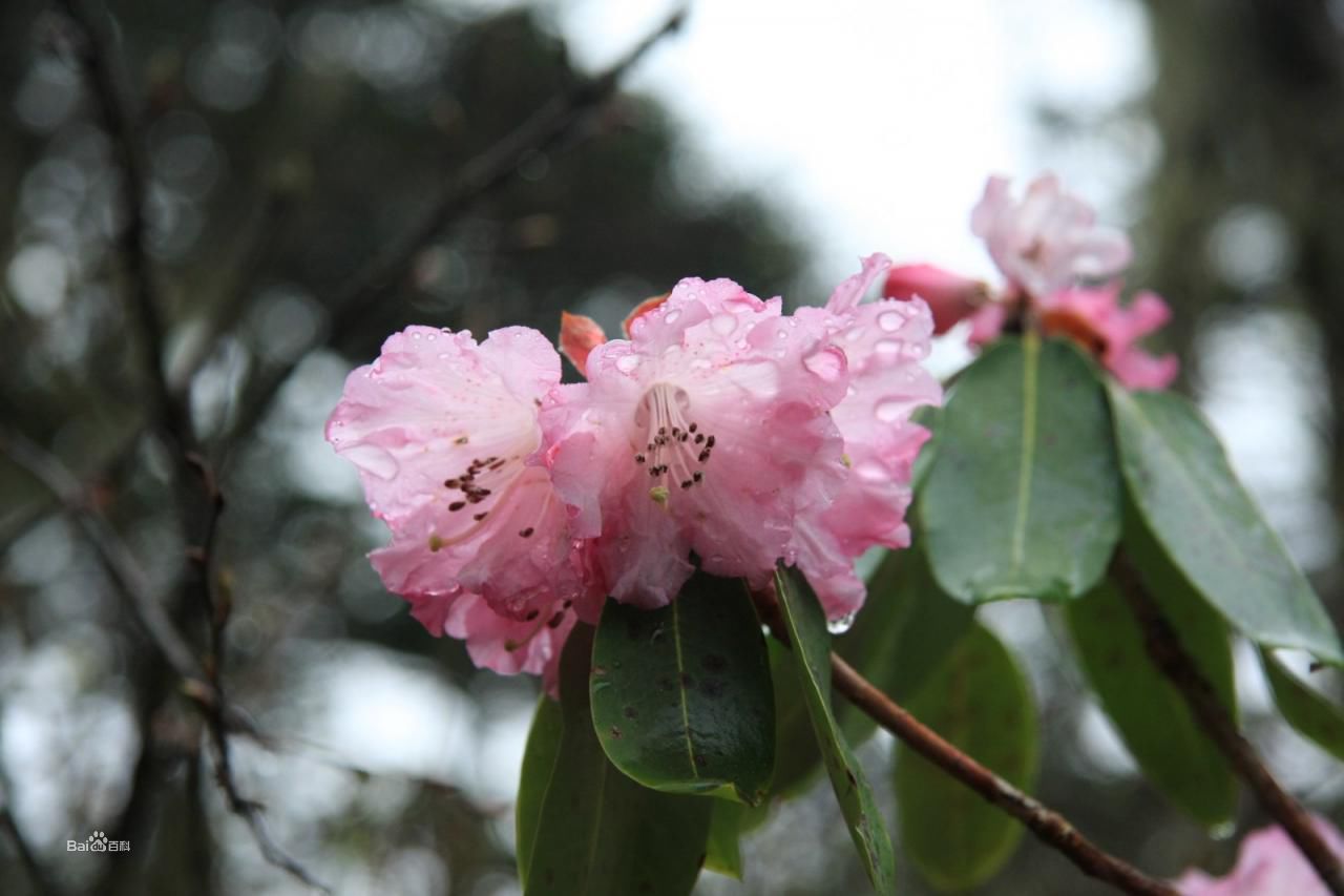 鐘花蓼 （原變種）