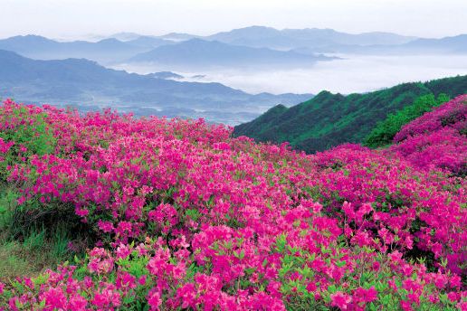 杜鵑花紅(以道德模範為背景並在霑益本土拍攝的電影)