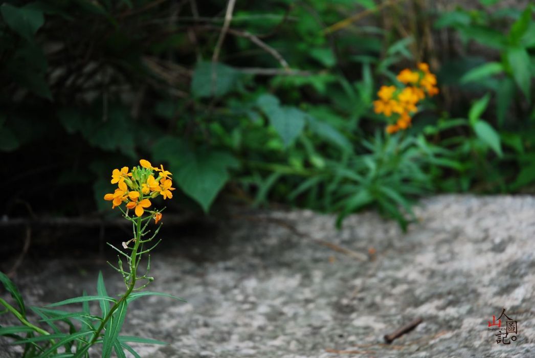 高山糖芥