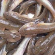 擬矛尾蝦虎魚