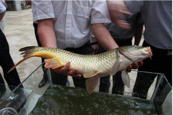 鄭州黃河鯉魚