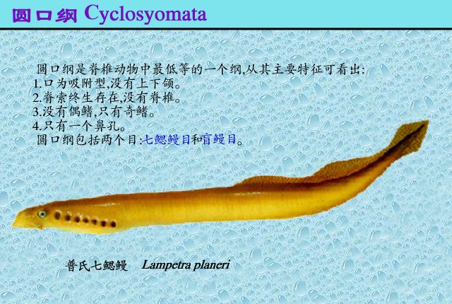 脊索動物門(Chordata)