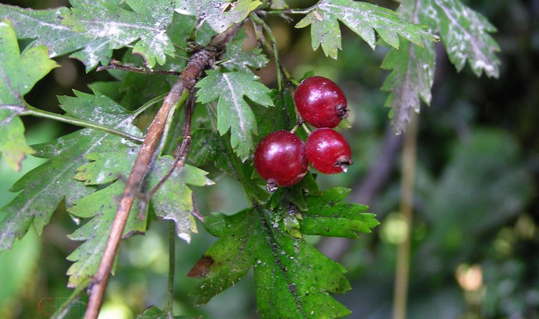 內蒙茶藨子（變種）