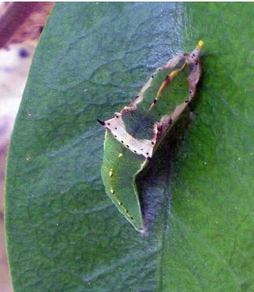 東方菜粉蝶的被蛹