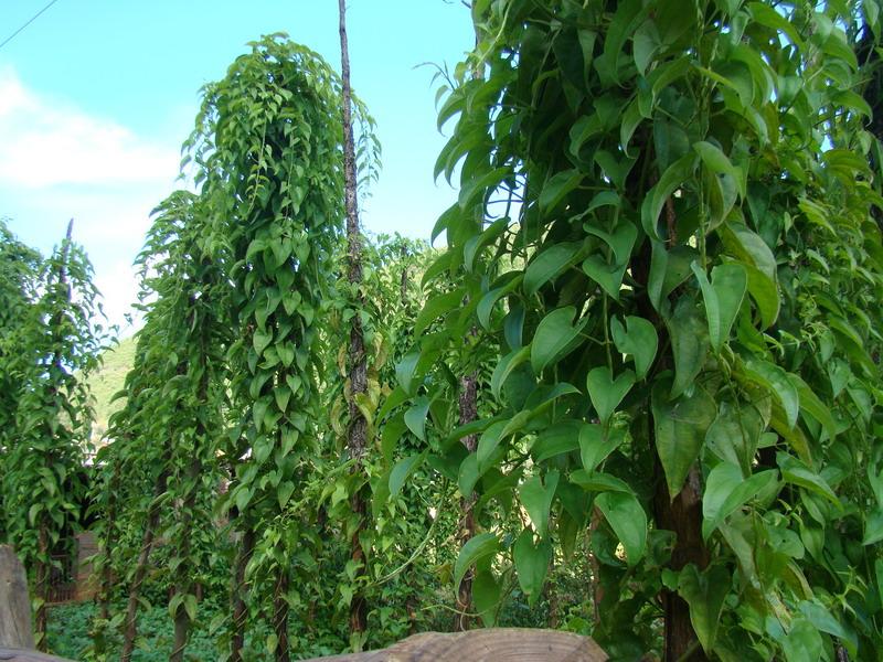 山芋種植業