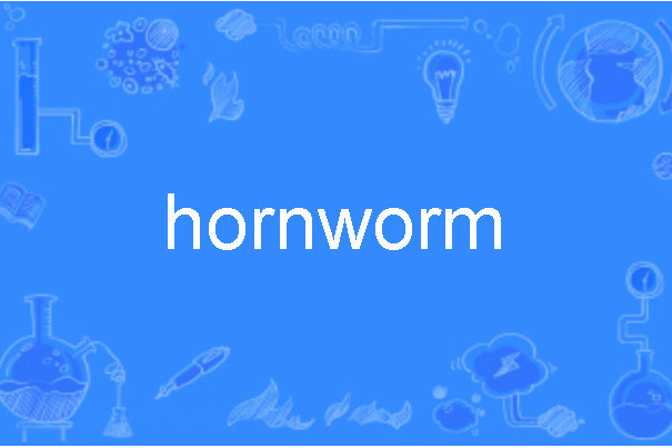 hornworm