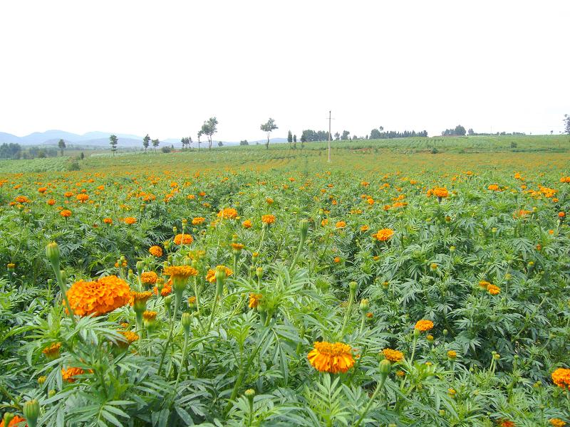 萬壽菊種植