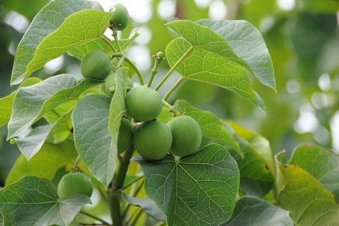 麻瘋樹會理家系02號