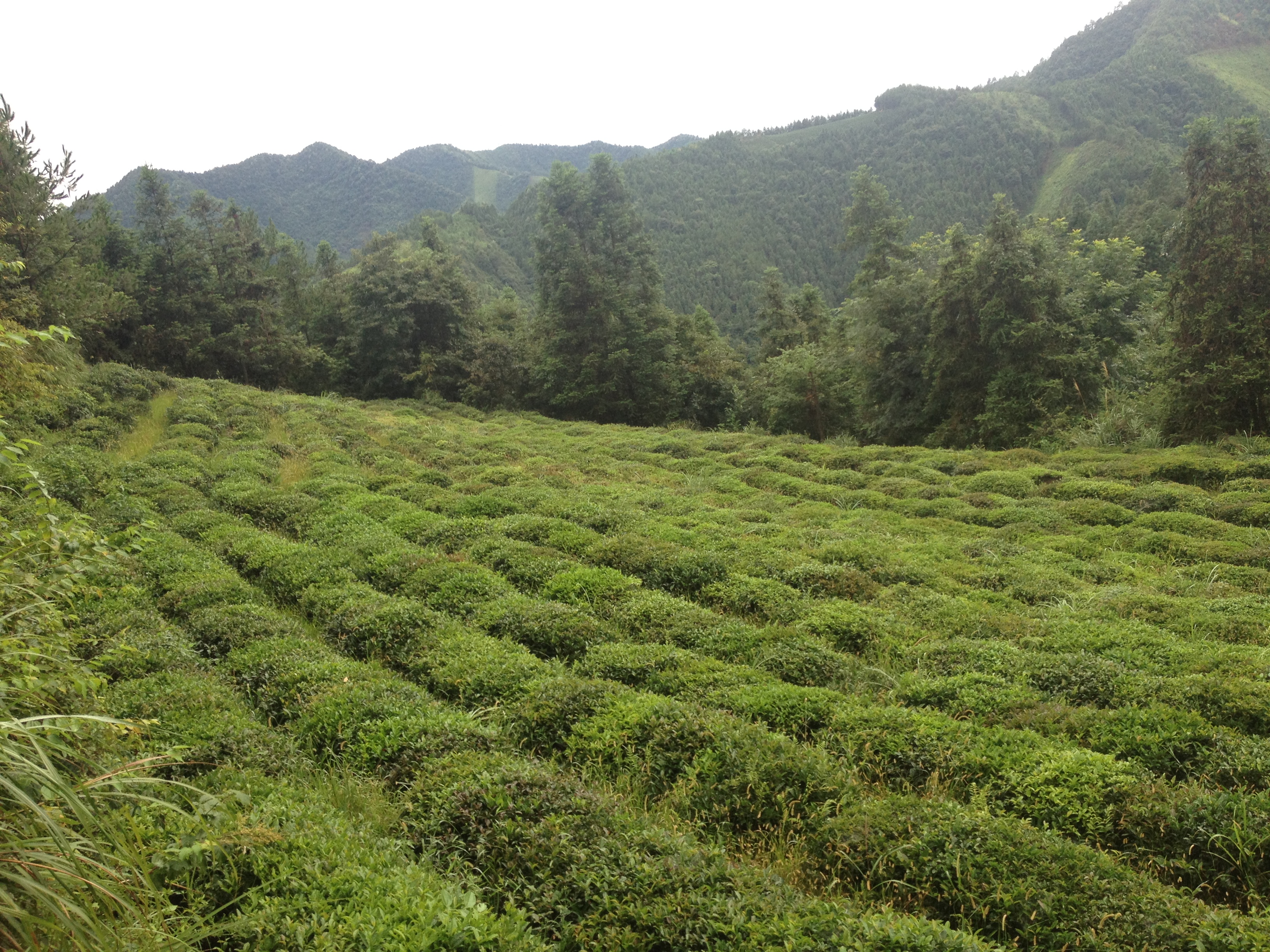 桃坪村神吉山的：皇家茶園