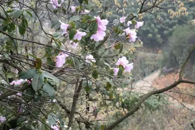 鹿角杜鵑張家界自然保護區個體25號