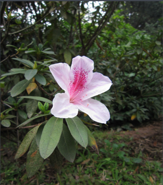 春潮(杜鵑花屬栽培品種)