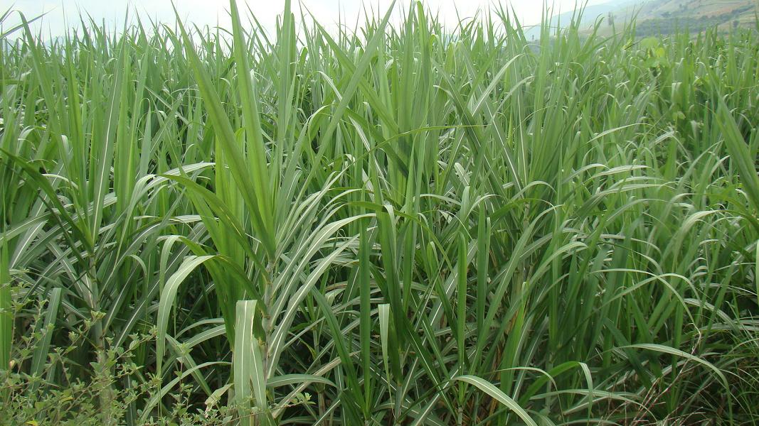 芭蕉林搬遷點自然村甘蔗種植業