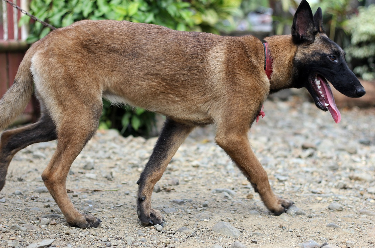 馬里努阿犬(比利時瑪利諾犬)