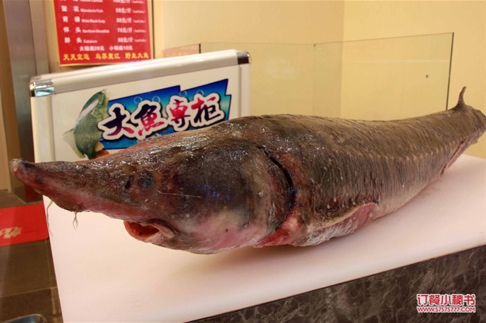 鰉魚