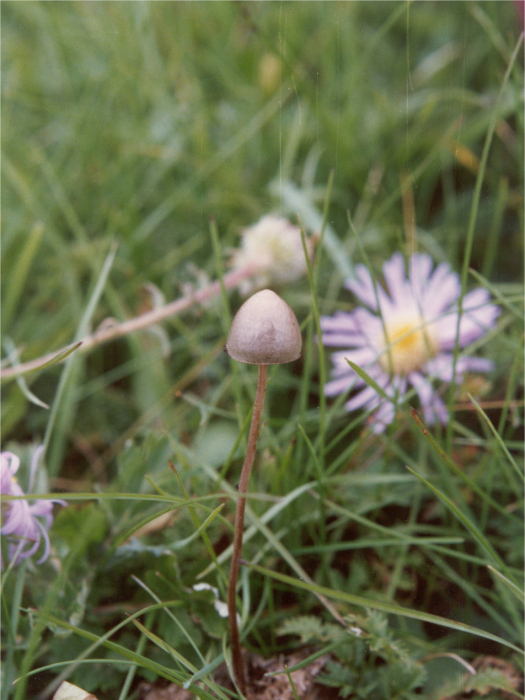 粘蓋花褶傘