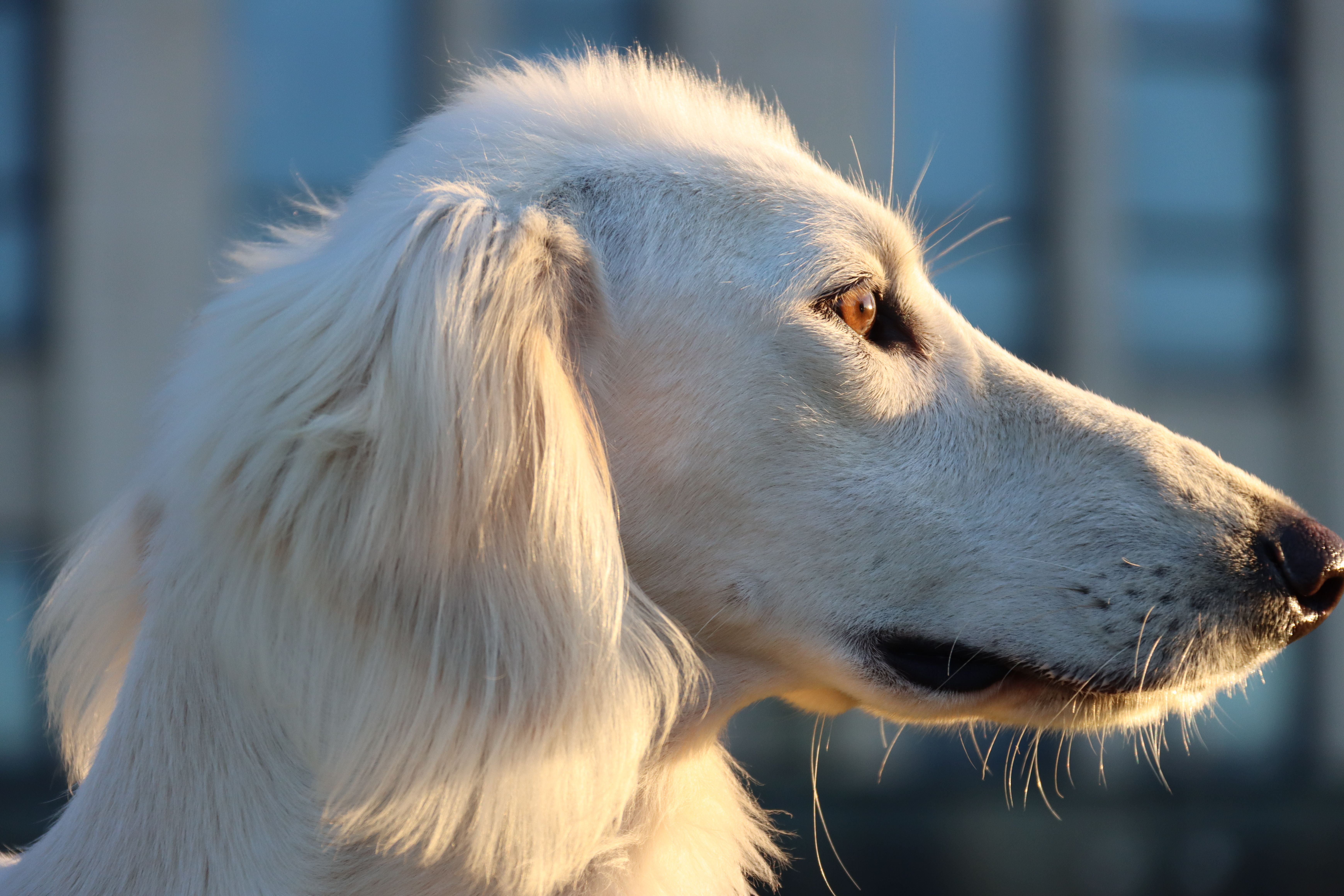 樓蘭古犬