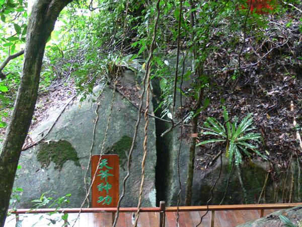 霸王嶺森林浴