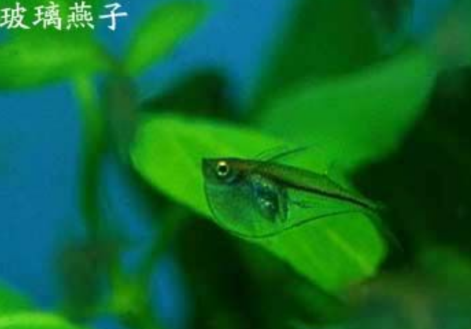 玻璃燕子燈魚