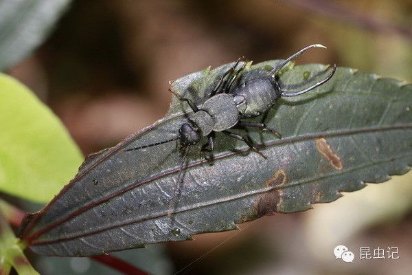 施球螋