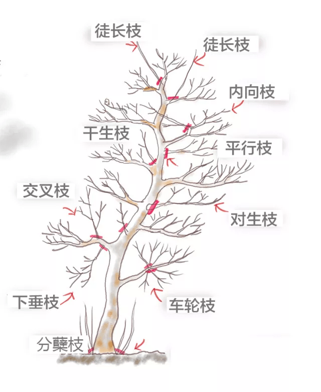 高盆櫻桃(箐櫻桃)