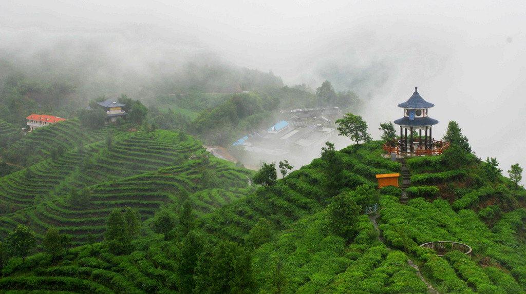 景谷茶山