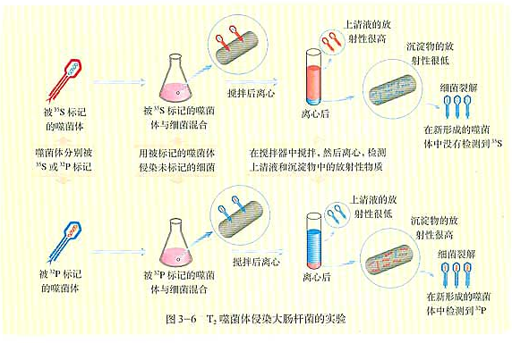 赫爾希-蔡斯實驗