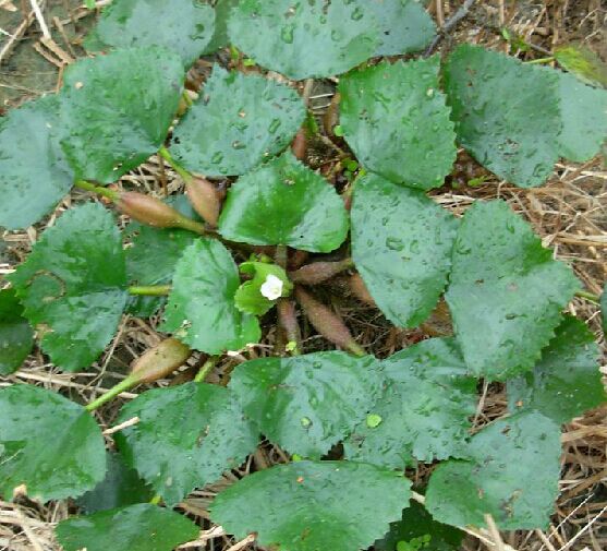 野菱根