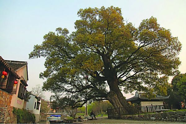 樟樹塆村