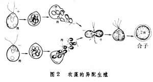 受精（植物）