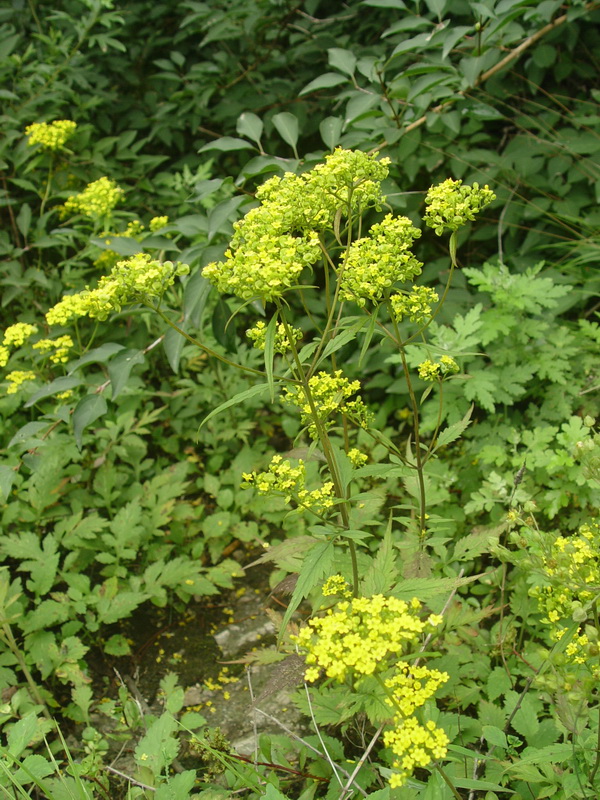 黃花敗醬