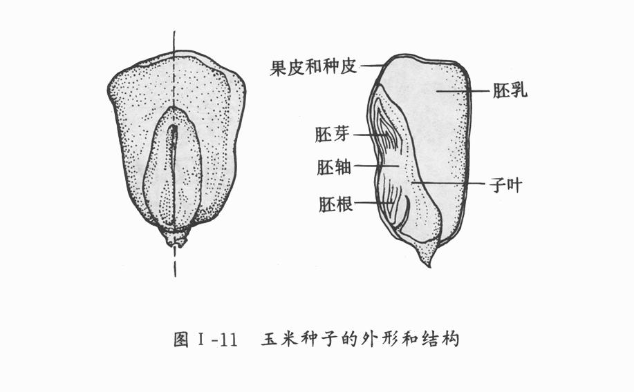 玉米種子的外觀及內部結構