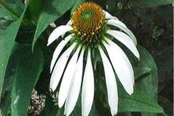 Echinacea purpurea \x27White Lustre\x27