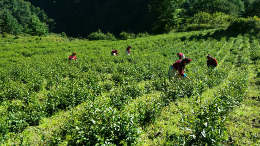 門隅佛芽·玉羅岡吉