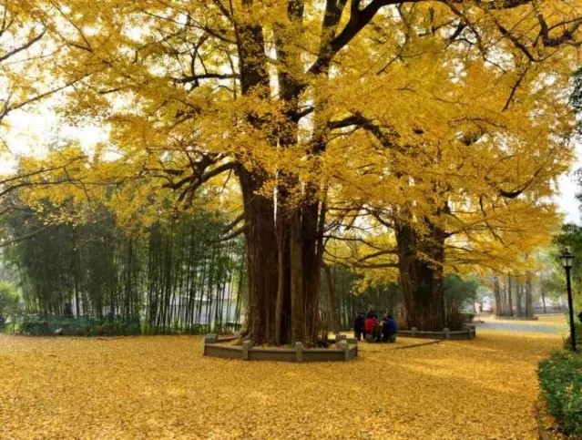 湘溪村(福建省莆田市仙遊縣度尾鎮下轄村)