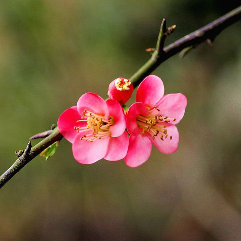 單性花系