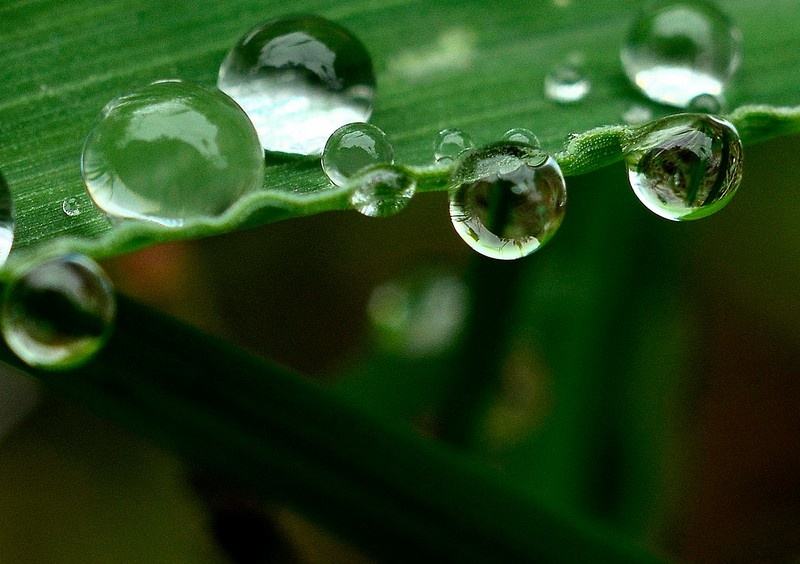 雨露(漢語辭彙)