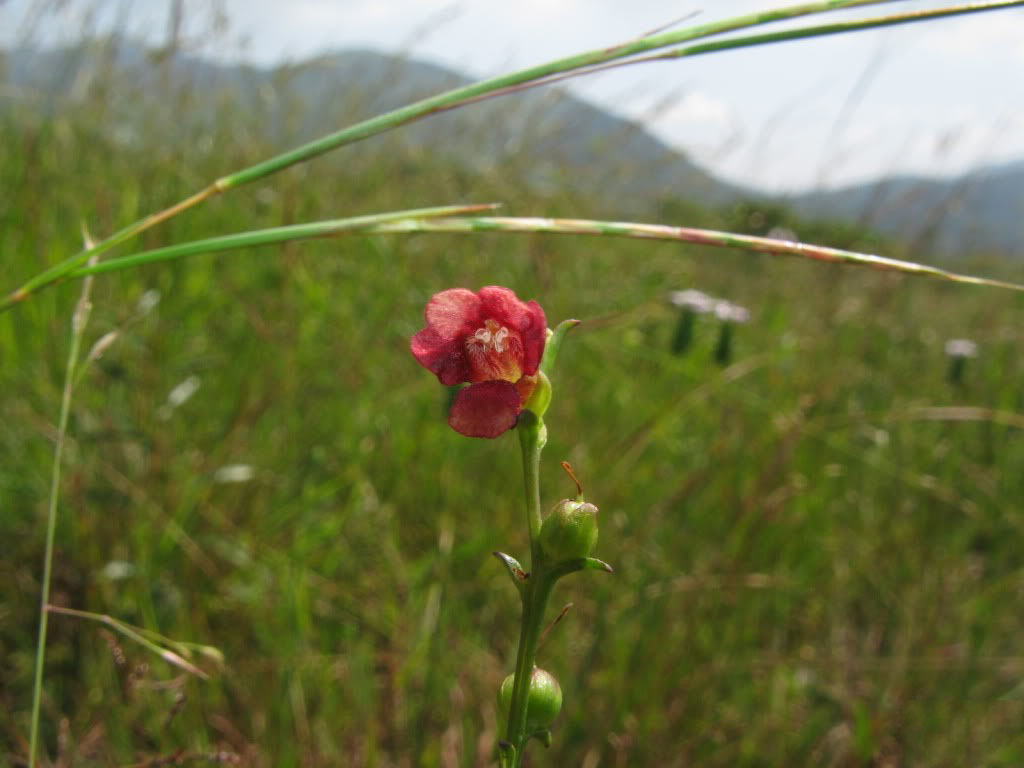 西南胡麻草