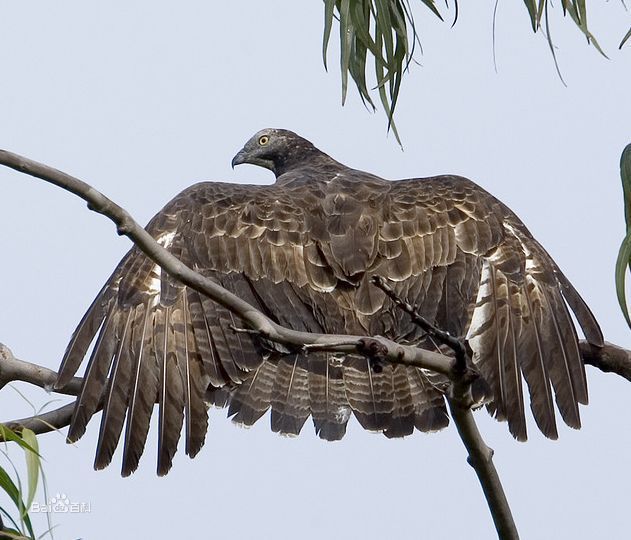 鳳頭蜂鷹指名亞種