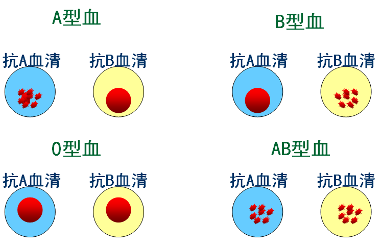 凝集素