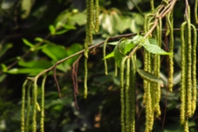 西南樺墨江家系07號