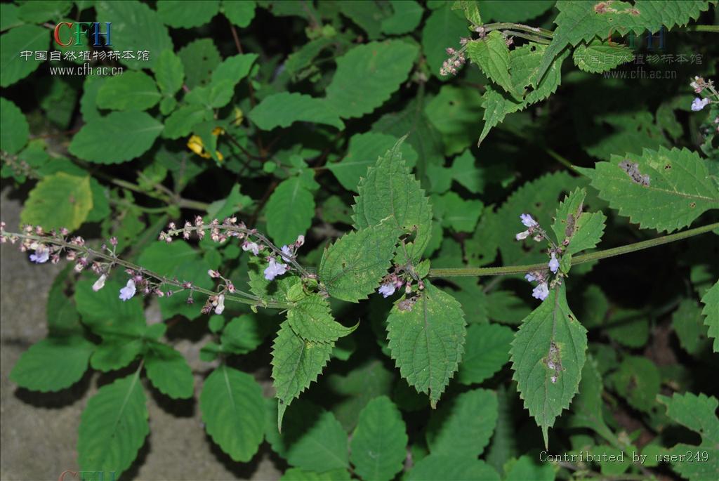 囊距香茶菜組