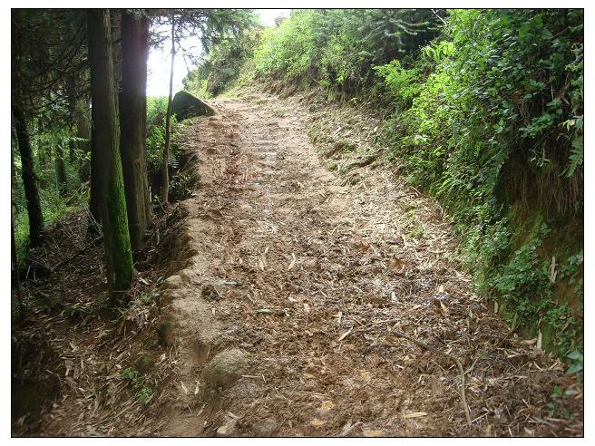 綠箐自然村通村道路