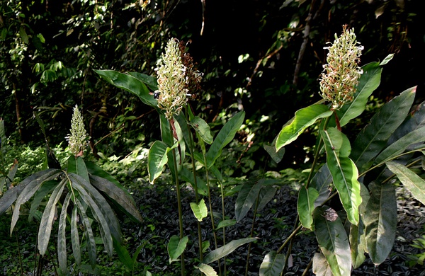 蘅蕪(植物區域)