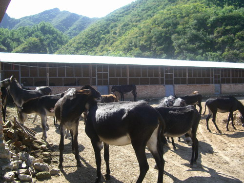 肉驢養殖技術